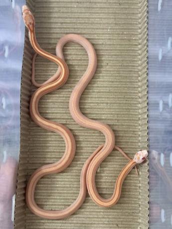 颜夕自繁宠物蛇出售-颜夕资源网-第24张图片