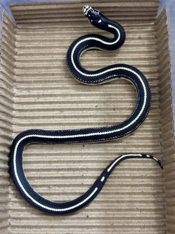 颜夕自繁宠物蛇出售-颜夕资源网-第21张图片