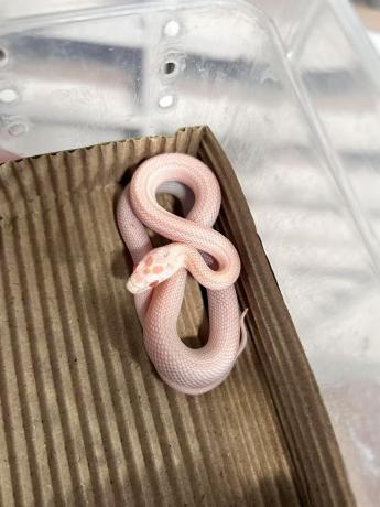 颜夕自繁宠物蛇出售-颜夕资源网-第23张图片