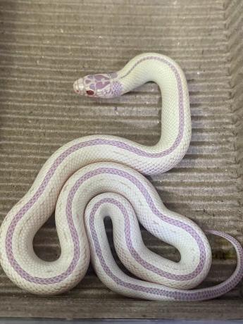 颜夕自繁宠物蛇出售-颜夕资源网-第27张图片