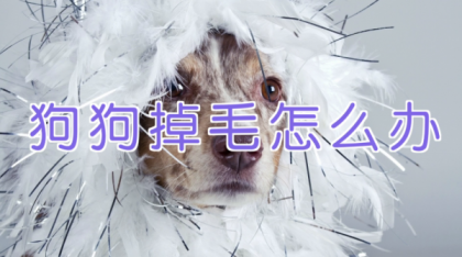 宠物训练-训狗教程Dog Training-颜夕资源网-第19张图片